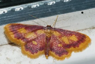 Idaea muricata