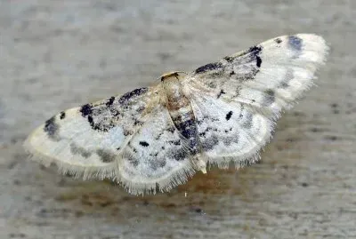 Idaea filicata