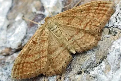 Idaea ochrata jigsaw puzzle