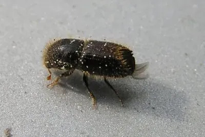 Bostrico tipografo jigsaw puzzle