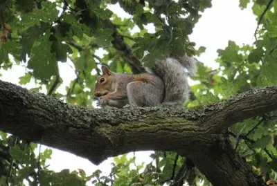 Imagem jigsaw puzzle