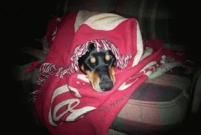 All kinds of dog pix, cats and the Birdbrain pix.