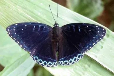 Stibochiona nicea jigsaw puzzle