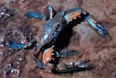 Callinectes sapidus