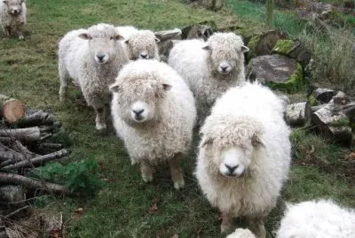 Longwool