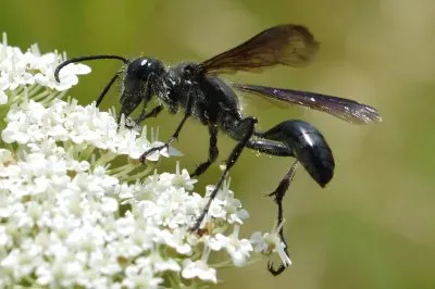 Isodontia wasp jigsaw puzzle