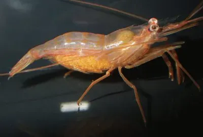 Lysmata wurdemanni