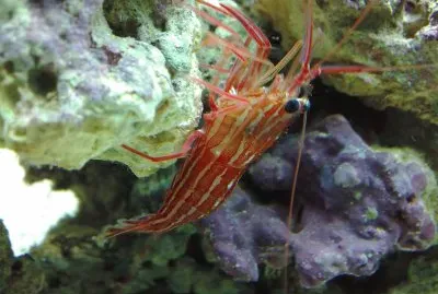 Lysmata seticaudata