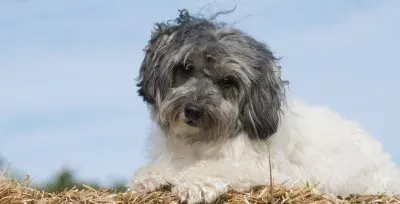 Frenchdoodle