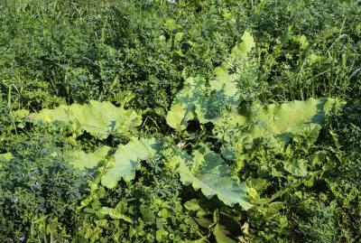 wild rhubarb jigsaw puzzle