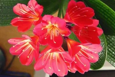 Foto jigsaw puzzle