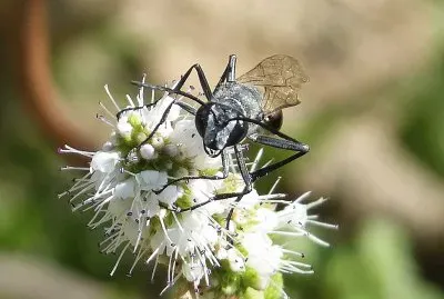 Isodontia paludosa jigsaw puzzle