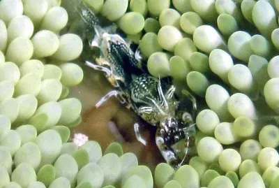 Periclimenes rathbunae