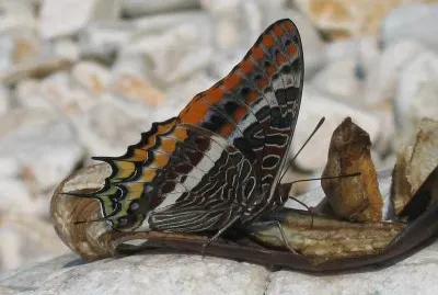 Charaxes jasius jigsaw puzzle