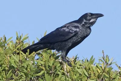 Corvo imperiale australiano