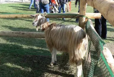 Bionda dell 'adamello