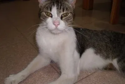 Bellos Gatos