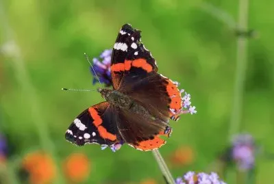 Vanessa atalanta jigsaw puzzle