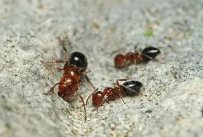 Camponotus lateralis jigsaw puzzle