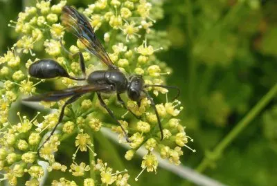 Isodontia mexicana jigsaw puzzle