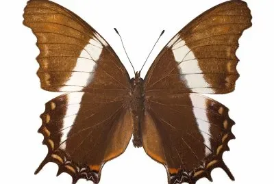 Siproeta superba jigsaw puzzle