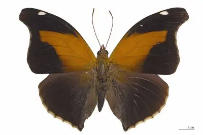 historis odius
