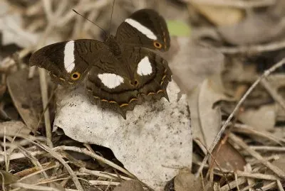 Amartia chrysopelea