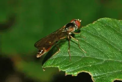 Baccha elongata