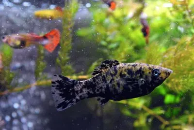 Spotted molly