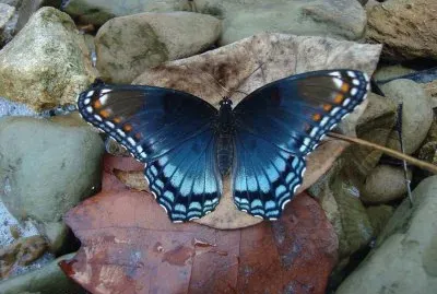 Limenitis arthemis