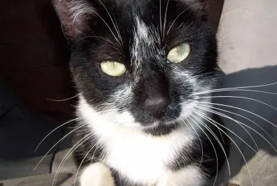 Napoleone