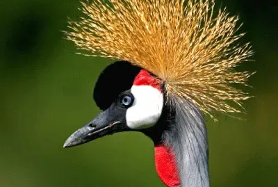 Crested Crane