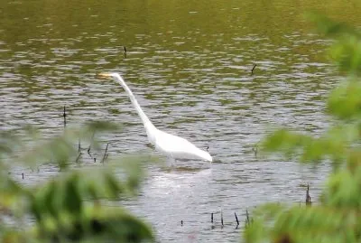 Bird Wading