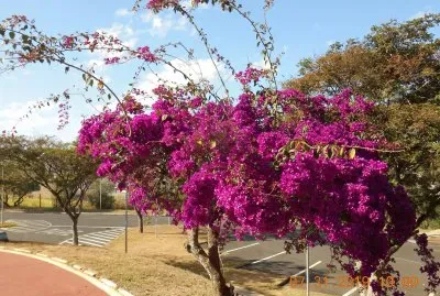 Primavera