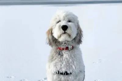 Sheepadoodle