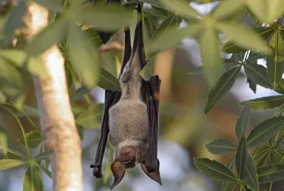Hipposideros commersoni jigsaw puzzle