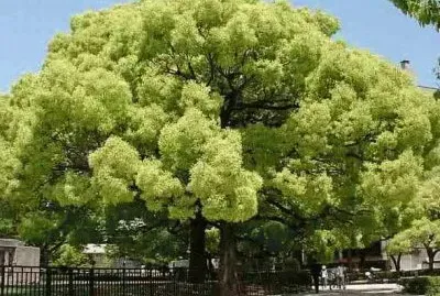 Arbol Alcanfor