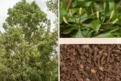 Arbol de los Clavos de olor