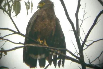 Serpentario delle filippine