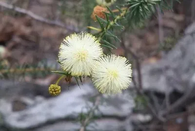 פאזל של Australian wildflowers