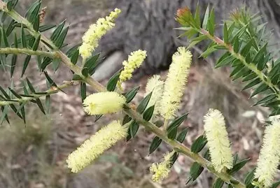 Spike wattle