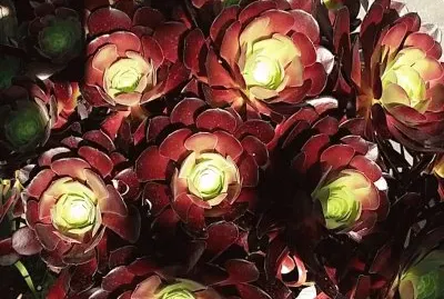 Aeonium succulent
