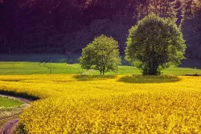 Foto jigsaw puzzle
