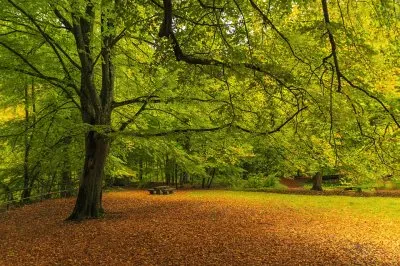 Foto jigsaw puzzle