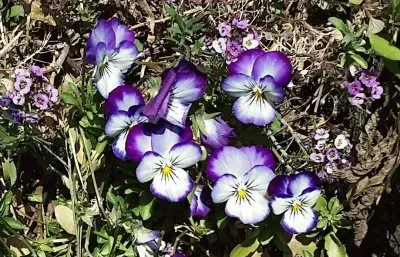 Purple pansies