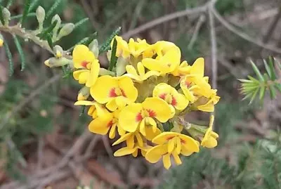 Native Australian pea