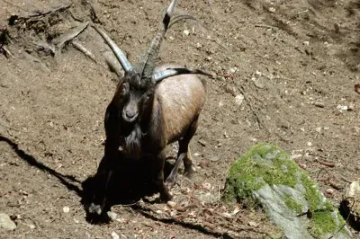 Quadricorna jigsaw puzzle