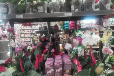 plantas