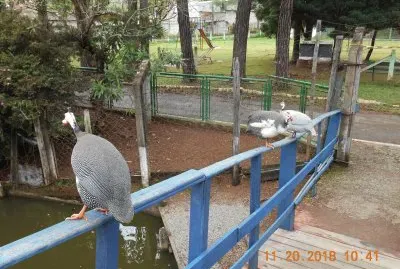 Galinha De Angola