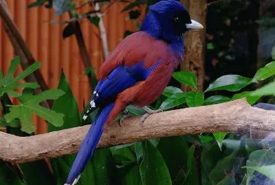Garrulus lidthi